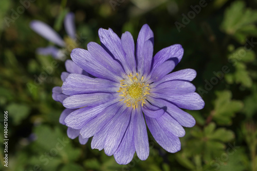 Obraz na płótnie A flowering Blue Winter Anemone, Anemone blanda, growing in woodland. w salonie