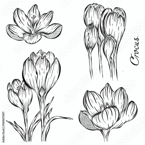 This delicate and detailed sketch illustration captures the beauty of a crocus flower in two stages: a closed bud and a blooming flower. 