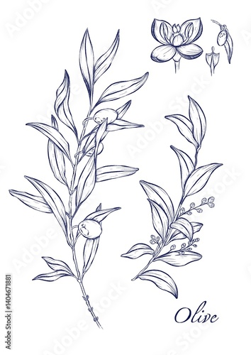 Olive Branch with Ripe Olives and Blossom - Botanical Illustration. This elegant botanical illustration features a delicate olive branch with lush green leaves, ripe olives, and a tender olive blossom
