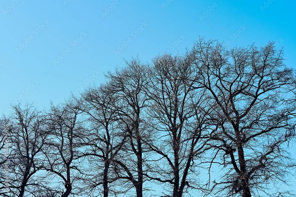 April trees from Hovinsholm at Helgøya Island. April trees from Hovinsholm at Helgøya Island.