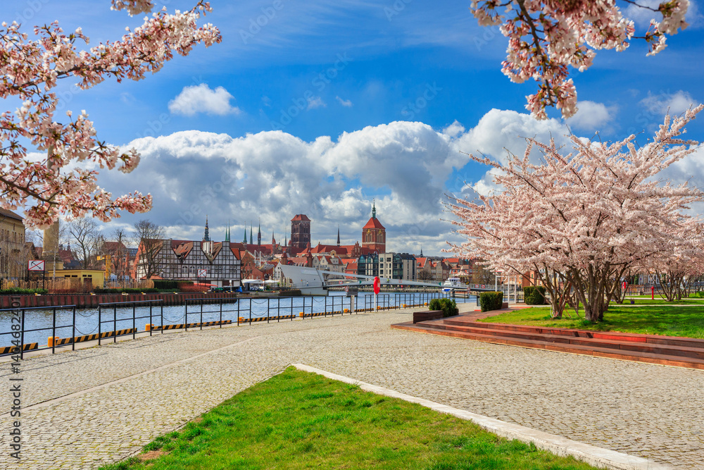 Spring flowers blooming on the trees over the Motlawa river in Gdansk. Poland