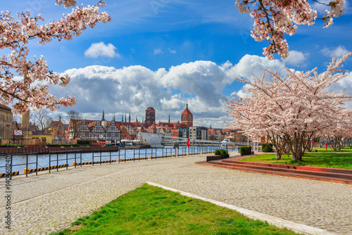 Obraz na płótnie Spring flowers blooming on the trees over the Motlawa river in Gdansk. Poland w salonie
