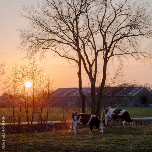 Obraz na płótnie red and white spotted cows near farm in dutch province of utrecht during sunset w salonie