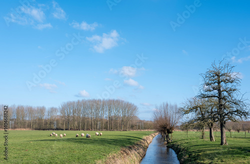 meadow landscape near houten and utrecht with sheep and trees