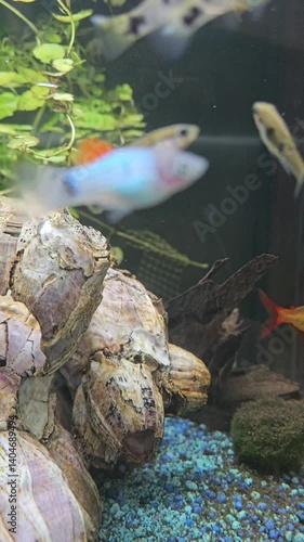 fish in aquarium