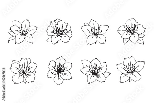 Rhododendron line art