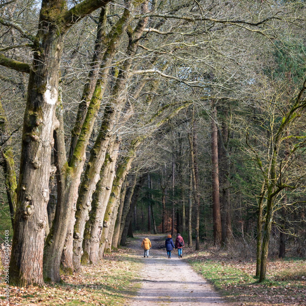 people walking in sunny late winter forest near utrecht in the netherlands