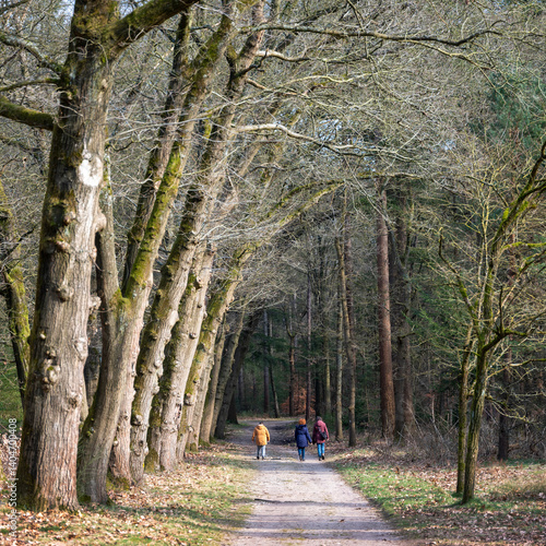 Obraz na płótnie people walking in sunny late winter forest near utrecht in the netherlands w salonie
