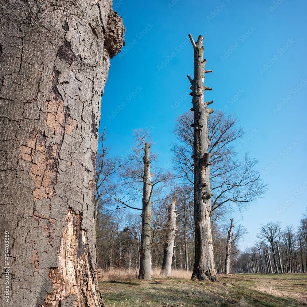 dead beech treees near leersum in dutch province of utrecht in holland