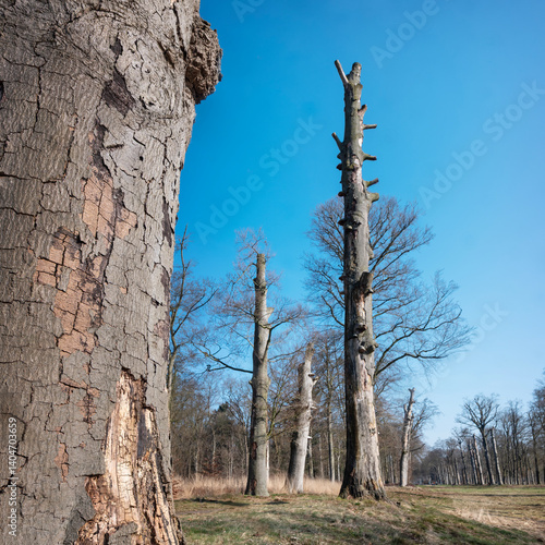 dead beech treees near leersum in dutch province of utrecht in holland
