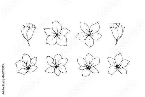 Tuberose line art