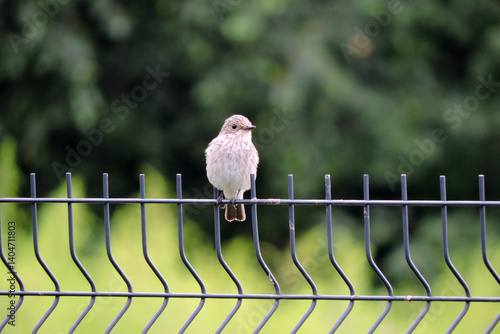 Wallpaper Mural A spotted flycatcher sitting on a fence made of welded wire mesh panels, green leaves in the background Torontodigital.ca