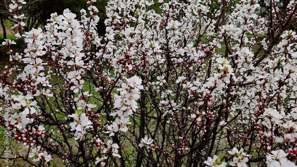 한국,봄,나무,꽃,Korea, Spring, Trees, Flowers
