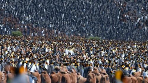 king penguin colony