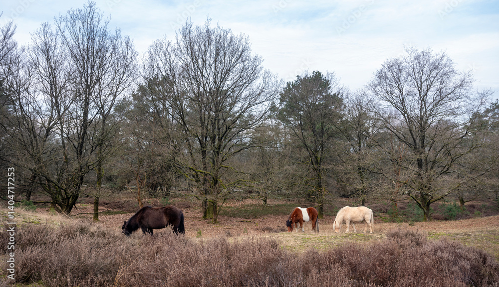 grazing horses nature reserve area posbank near arnhem in the netherlands on dull winter day