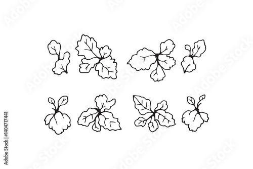 Wild Ginger line art