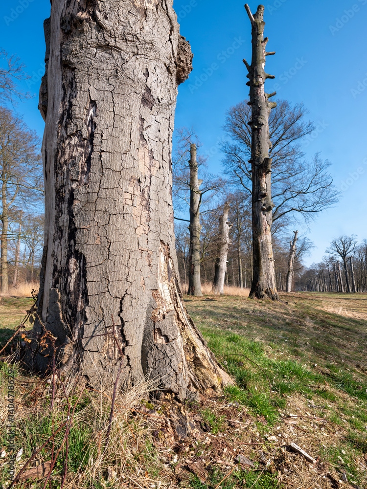 dead beech treees near leersum in dutch province of utrecht in holland