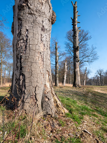 Obraz na płótnie dead beech treees near leersum in dutch province of utrecht in holland w salonie