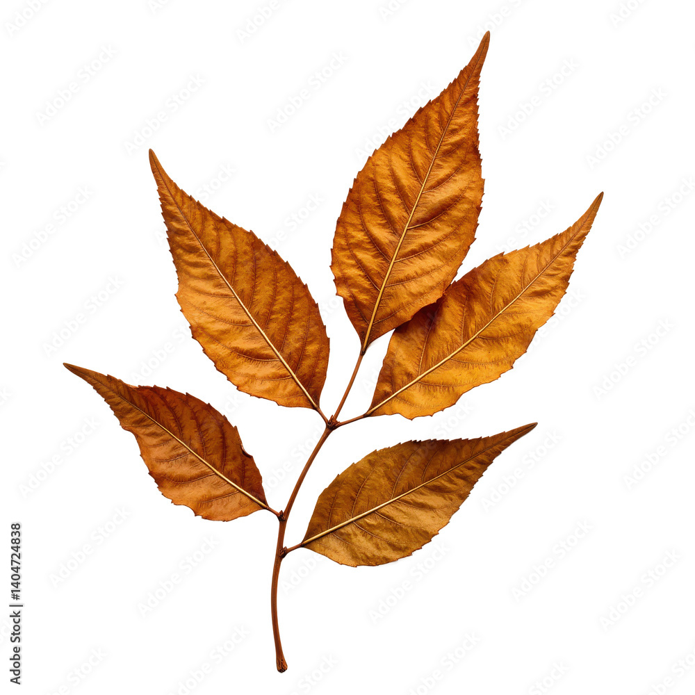 A beautiful autumn leaf with vibrant orange and brown hues, perfect for seasonal designs. A beautiful autumn leaf with vibrant orange and brown hues, perfect for seasonal designs.