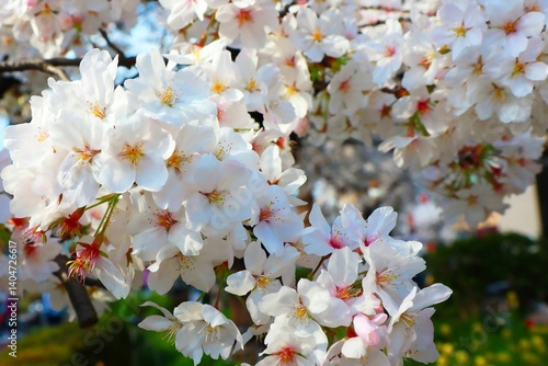 日本の桜