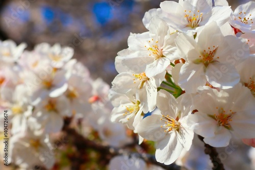 日本の桜