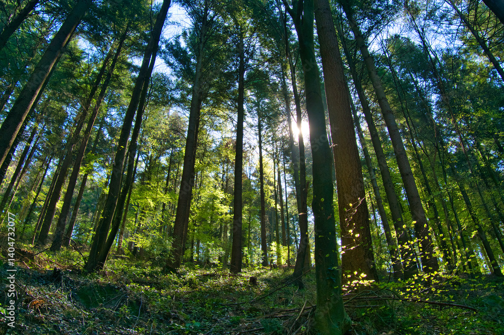 Fototapeta premium Frühling in den Wäldern des Schwarzwaldes