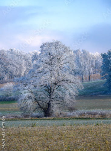 Single frosted tree in a foggy winter landscape