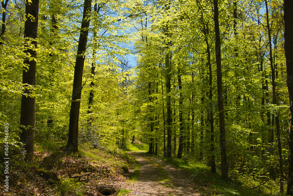 Fototapeta premium Frühling in der Ortenau bei Ettenheim