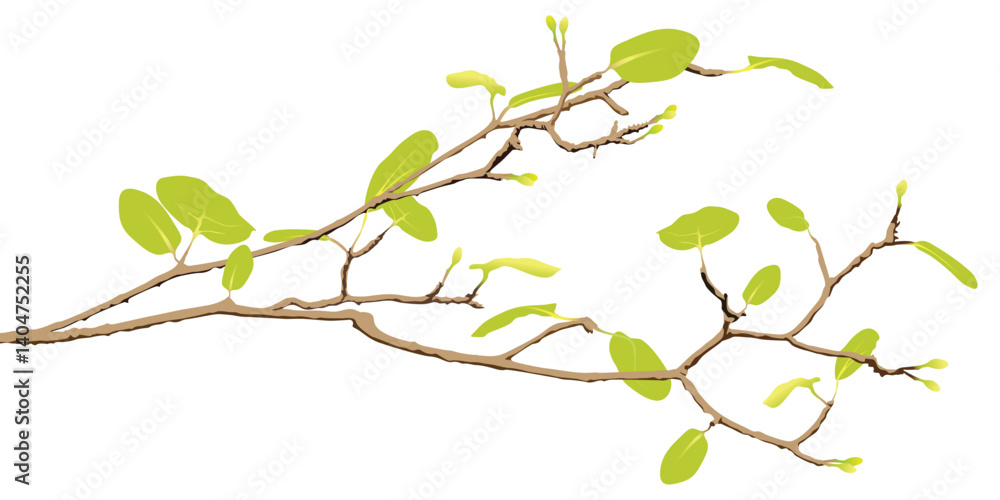 Tree branch with green leaves in spring season isolated on white background graphic illustration. Tree branch with green leaves in spring season isolated on white background graphic illustration.
