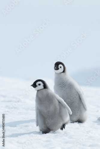 Two Emperor Penguins chicks in Antarctica