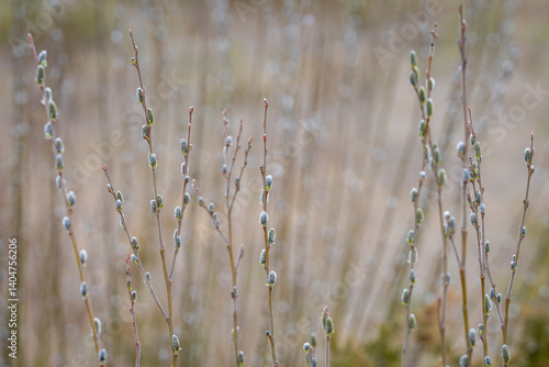 Willow catkins, salix in flower in spring time. Pussy willow (Salix) with catkins background. Selective focus. Wallpaper. Spring background.