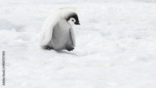 Lonely Emperor Penguin chick on snow in Antarctica