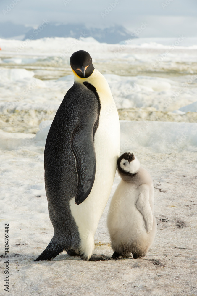 Fototapeta premium An Emperor Penguin with chick at the Emperor Penguin Colony at Snow Hill, Weddell Sea, Antarctica. October 2018. 