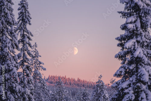 Moon rising early morning in a snowy Lapland forest