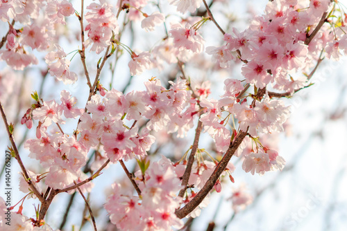 桜
