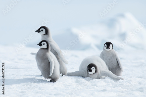  Emperor Penguin chicks, grouped together looking in different directions. Snow Hill Emperor Penguin Colony, Antarctica