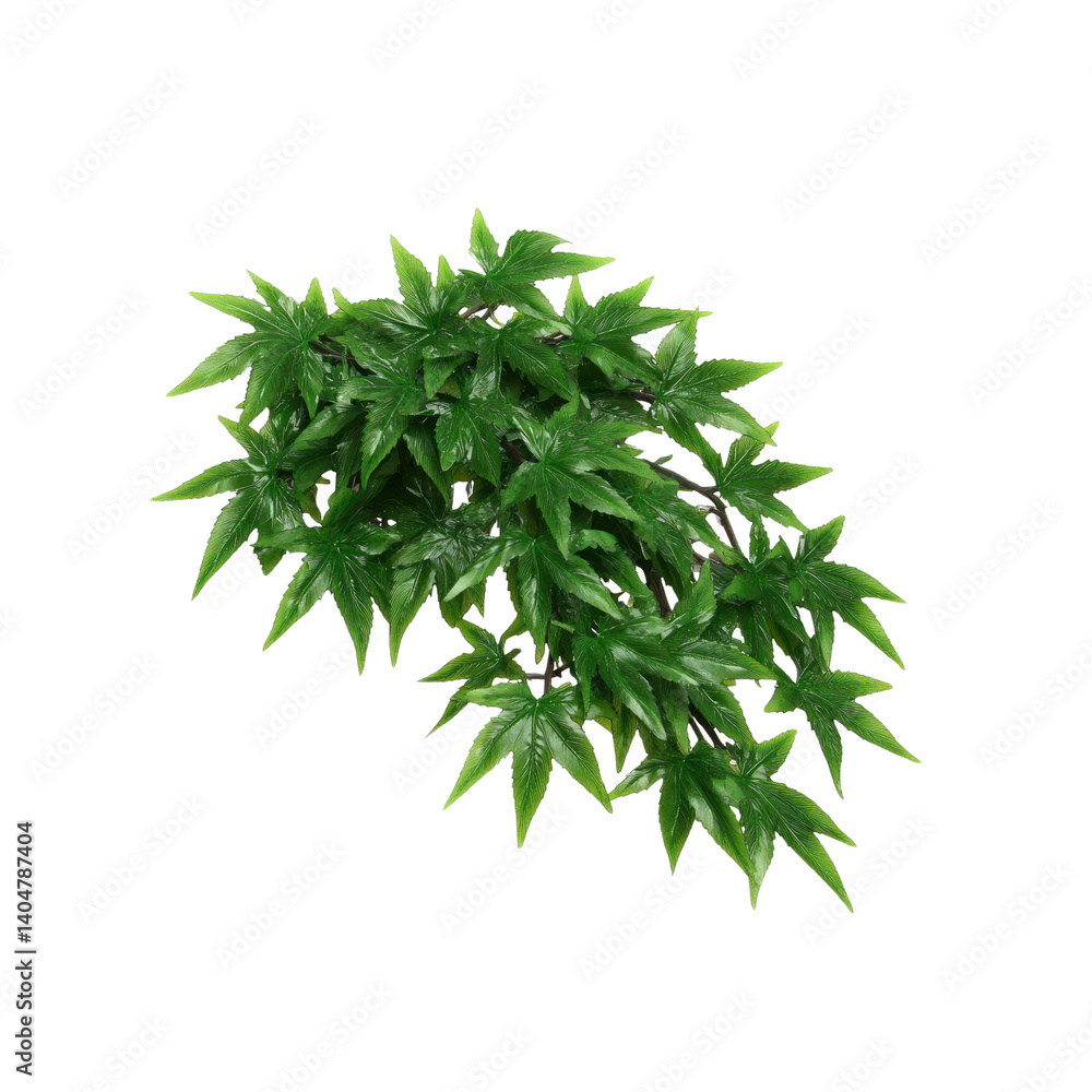 Lush Green Maple Leaves Branch, Isolated onTransparent background Lush Green Maple Leaves Branch, Isolated onTransparent background