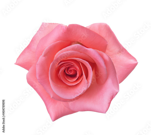  Rose of  pink color isolated on white background. Selective focus.