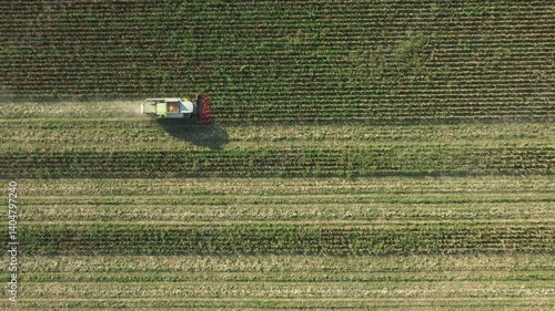 Above top view, over agricultural harvester as cutting and harvesting mature undeveloped corn on farm fields, cornfield with low yield stunted plants is consequence of a drought.