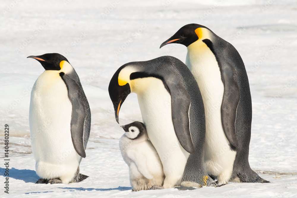 Obraz premium An Emperor Penguin with chick at the Emperor Penguin Colony at Snow Hill, Weddell Sea, Antarctica. October 2018.