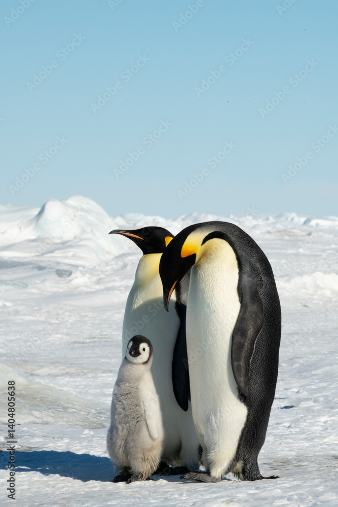 Fototapeta premium An Emperor Penguin with chick at the Emperor Penguin Colony at Snow Hill, Weddell Sea, Antarctica. October 2018. 