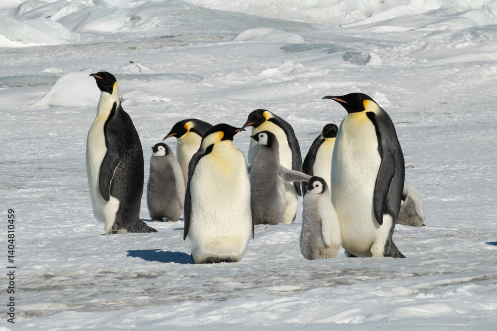 Fototapeta premium Emperor Penguins with chicks in Antarctica 