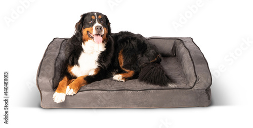 Fotografía bernese mountain dog sitting in front on transparent background