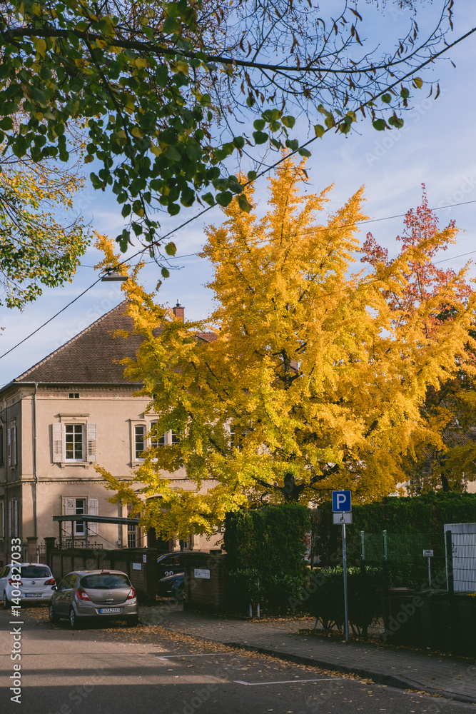 Street with a yellow tree in front of a building