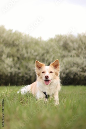 A light dog lies in a meadow. In the background are blooming trees.