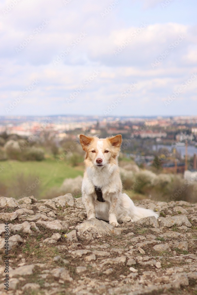 A dog sits on a lookout in spring. A dog sits on a lookout in spring.