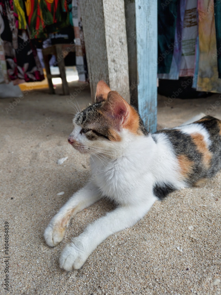 Adorable Stray Cat Relaxing on Sandy Ground at Beach Market Adorable Stray Cat Relaxing on Sandy Ground at Beach Market