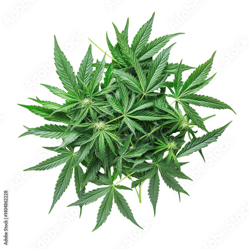 Pile of fresh marijuana leaves on a Transparent background showcasing the plant s vibrant green color and texture, pile marijuana leaves on a PNG background