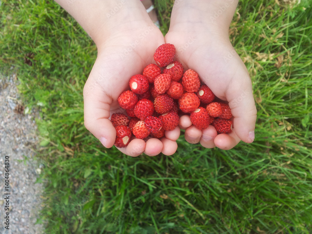 Child's hands holding a handful of wild strawberries. Selective focus. nature.