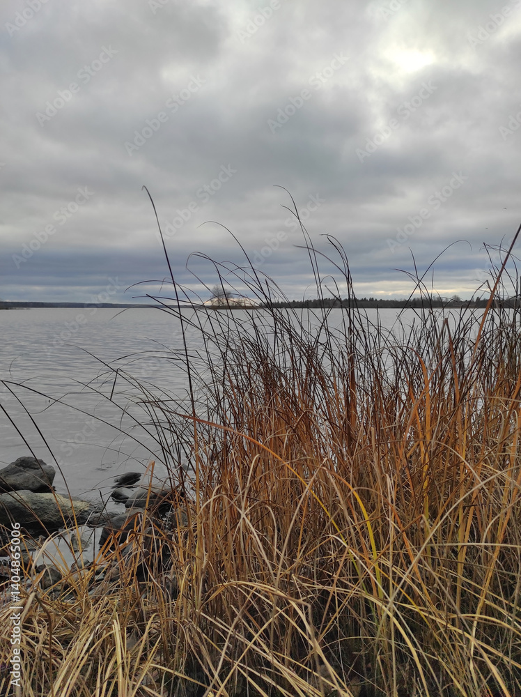 Dry grass on the shore of a lake under a cloudy sky